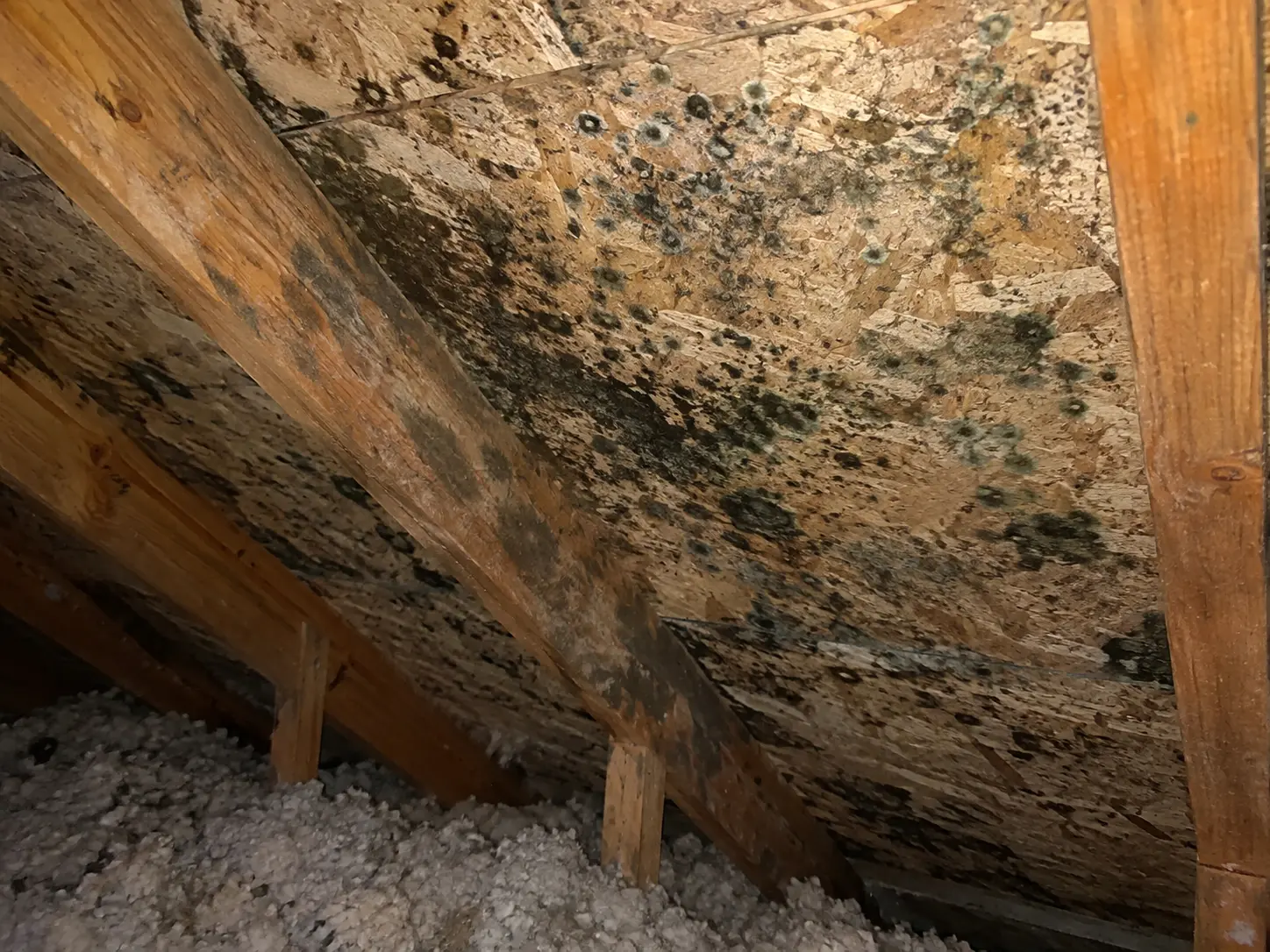 Mold spreading across attic roof sheathing and rafters above blown-in insulation