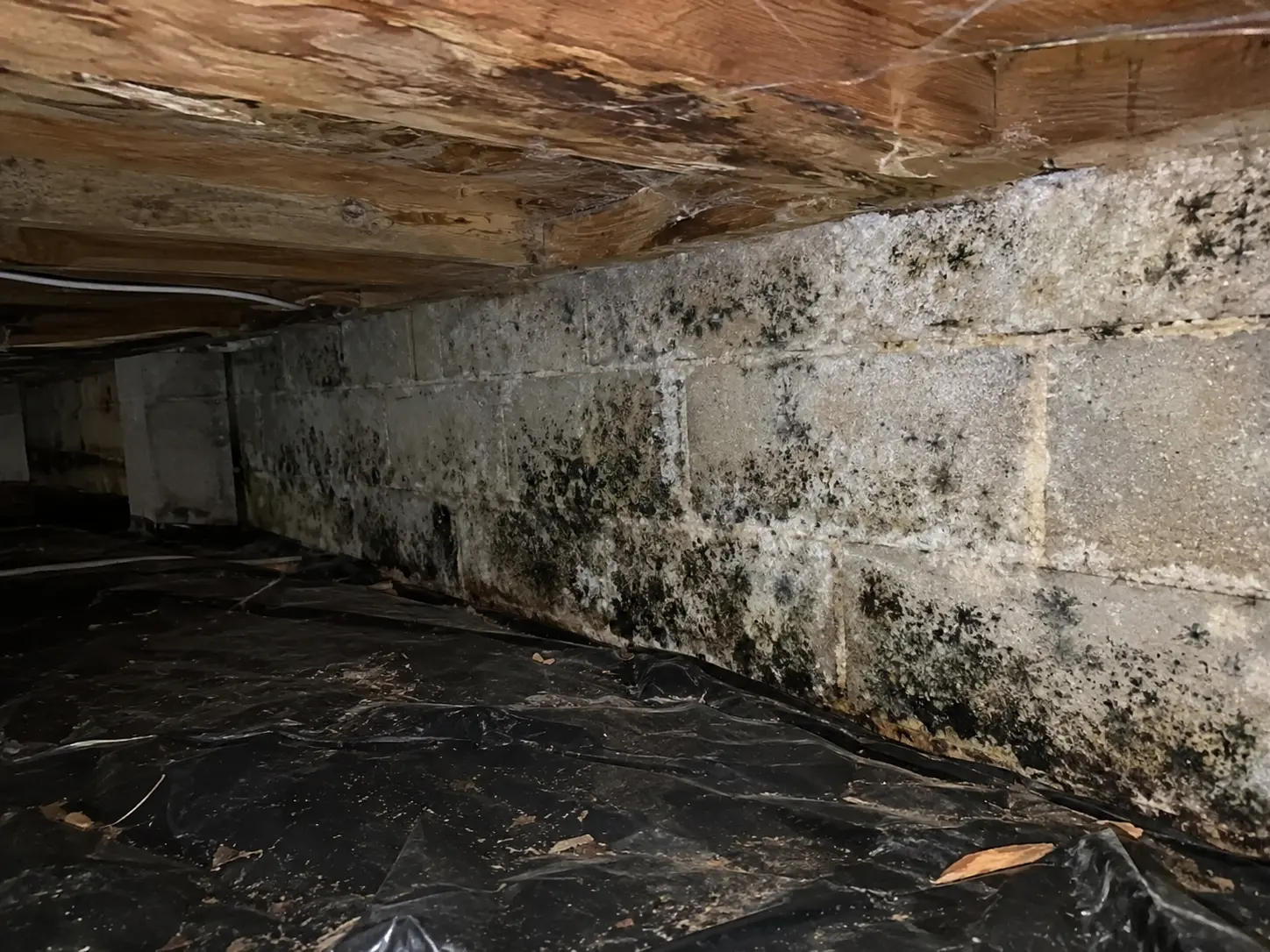 Mold spreading across the block foundation wall of a crawl space above a vapor barrier