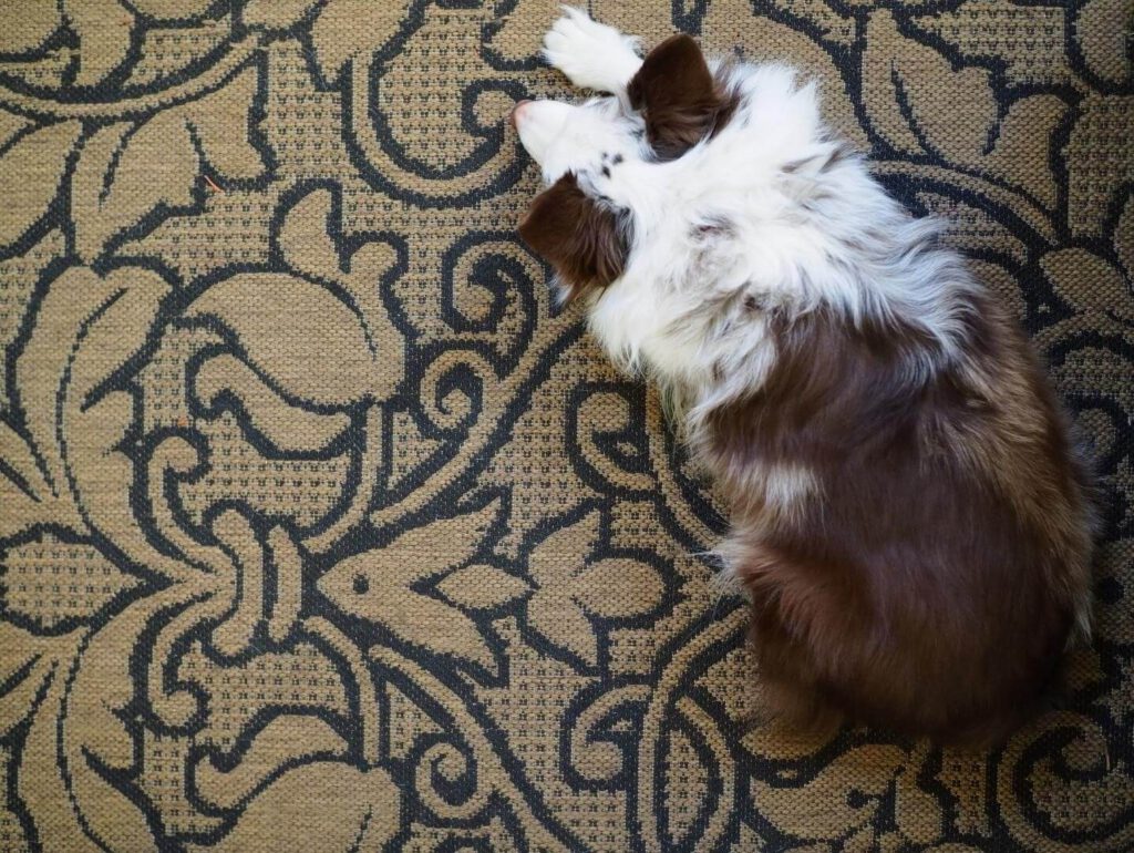 nwa-restore-it-dog-on-rug