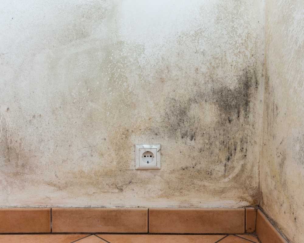 Can Mold Cause Health Problems?