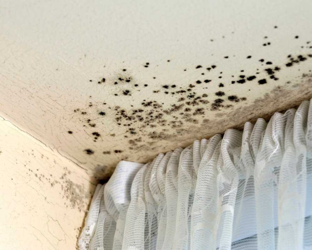 Mold Remediation: The 3 Different Stages of Mold Sickness