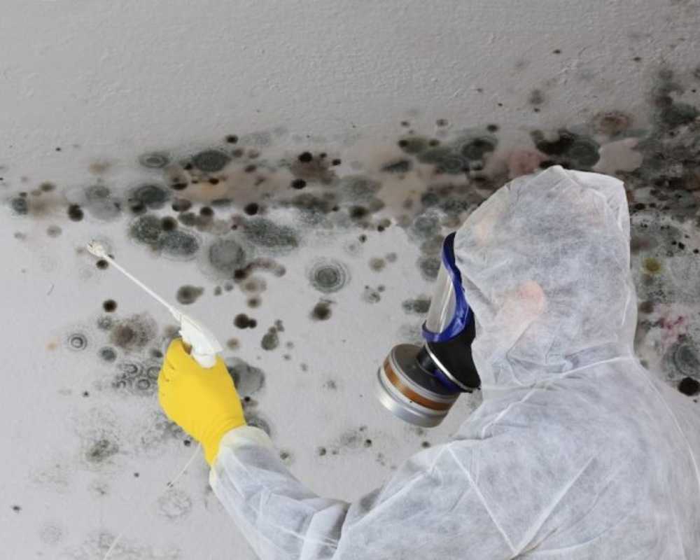 mold removal specialist in Arkansas
