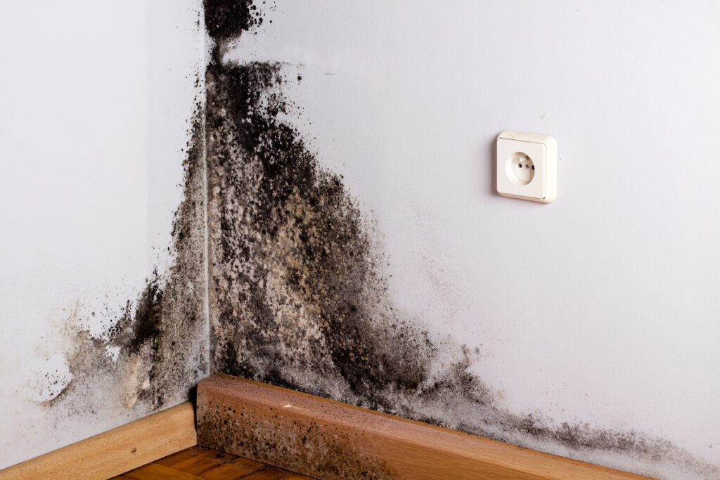 Why Mold Damage Remediation Is So Important?