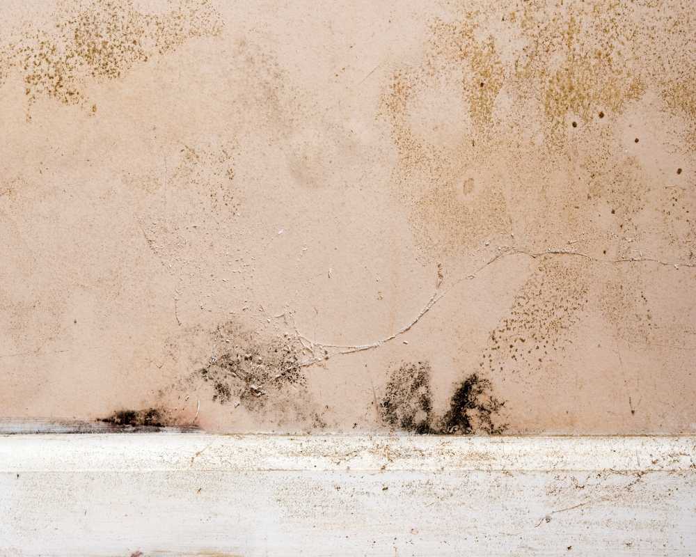 Common Questions About Black Mold