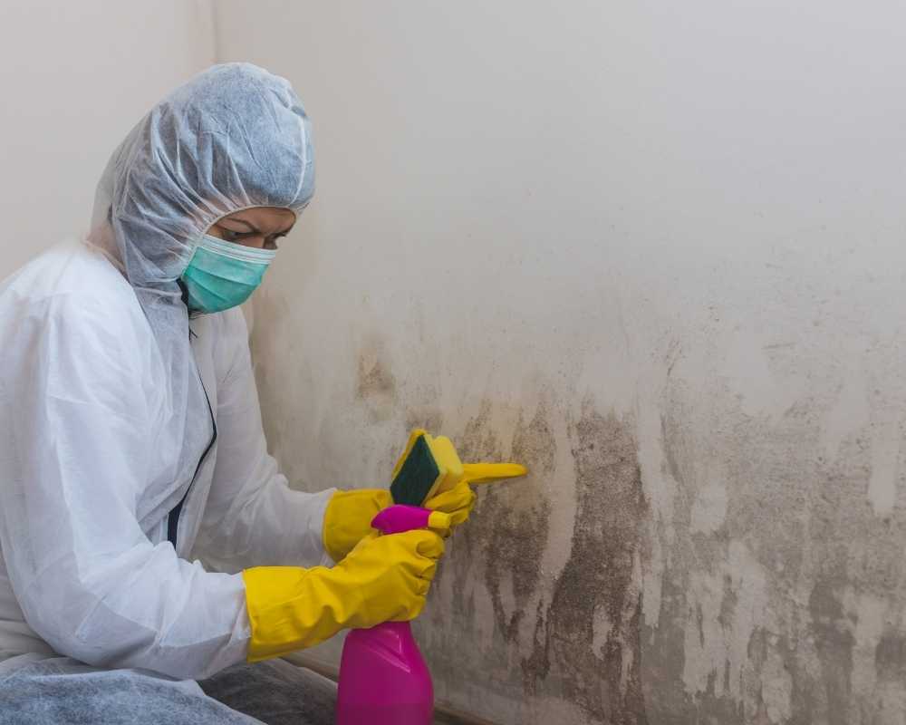 Mold Removal and Prevention for Renters